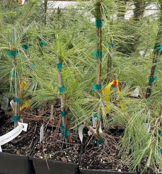 Pinus Angels Weeping Eastern Strobus Falls White Pendula Out Live Plant ...