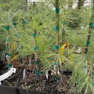 Pinus Angels Weeping Eastern Strobus Falls White Pendula Out Live Plant 5.5" Pot Fresh Garden