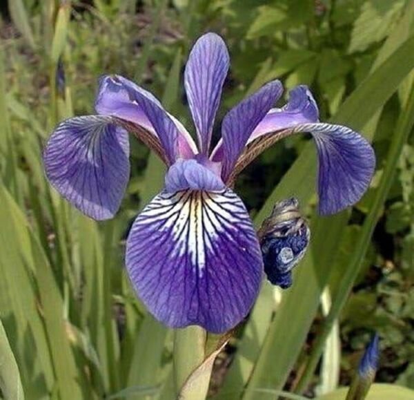 Iris Harlequins Flag Blues Versicolor Aquatics Easy s Live Plant 10 Seeds Fresh Garden