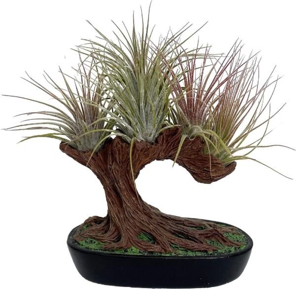 Tillandsias Tree Sculpture Air Great Easy Grows And Care Indoors Live Plant Fresh Garden