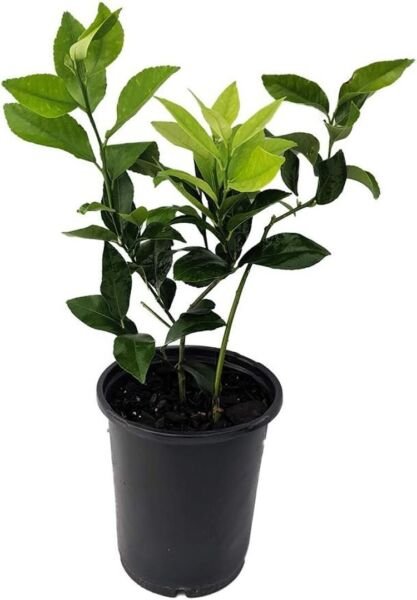 Lemon Meyer Tree Sweetest Of All Lemons Easy To Grows In Out Live Plant 6" Pot Fresh Garden