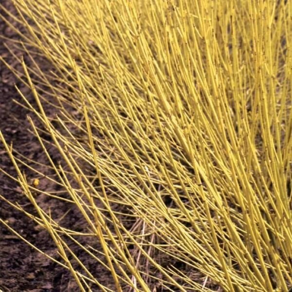 Cornus Arctics Dogwoods Fire Sericeas Yellow Redtwigs s Live Plant 4" Pot Fresh Garden