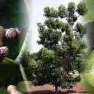 Hovenia Raisin Dulcis Tropical Anti Carcinogenics Hypoglycemics Effects 10 Seeds Fresh Garden
