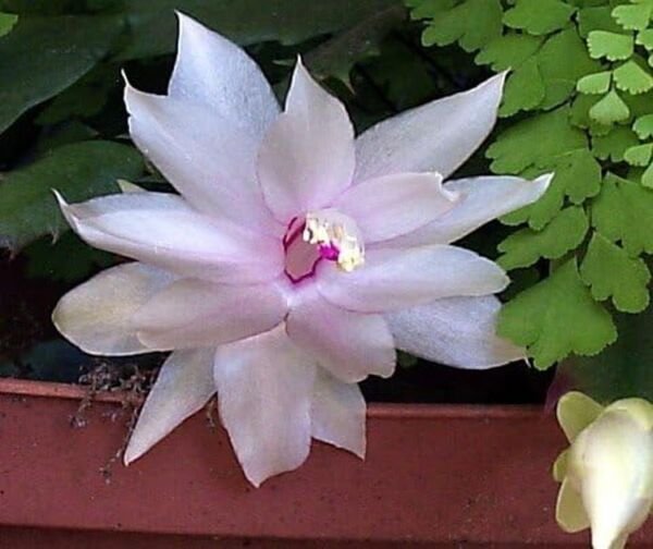 Zygocactus Super Melissa Cactus Sales White Xmas Indoors Out Live Plant 2" Pot Fresh Garden