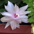 Zygocactus Super Melissa Cactus Sales White Xmas Indoors Out Live Plant 2" Pot Fresh Garden