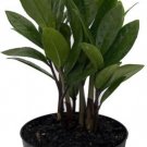 Zamiifolia Rare Zamioculcas Easy To Grow Bottle Shaped Indoors Live Plant 4" Pot Fresh Garden