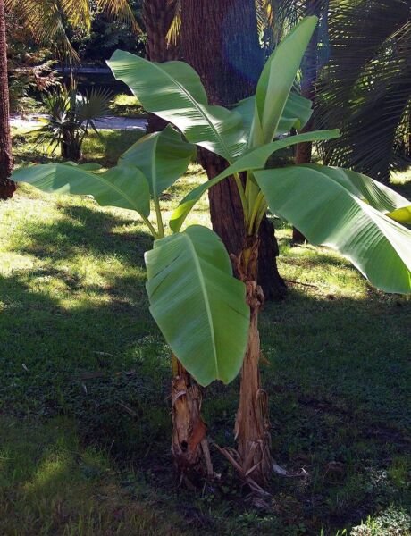 Basjoos Musas Amazing Hardy Tropical Bananas Growns s Live Plant 2.5" Pot Fresh Garden