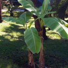 Basjoos Musas Amazing Hardy Tropical Bananas Growns s Live Plant 2.5" Pot Fresh Garden
