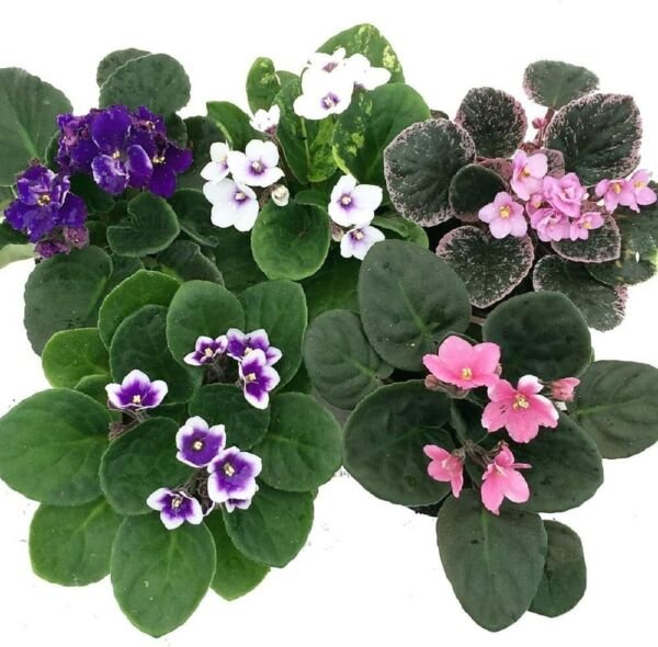 Violet Saintapaulia Novelty Best Blooming Easy To Grow Indoors Live Plant 4" Pot Fresh Garden
