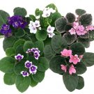 Violet Saintapaulia Novelty Best Blooming Easy To Grow Indoors Live Plant 4" Pot Fresh Garden