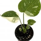 Philodendron Deliciosa Constellation Thai Indoors And s Live Plant 4" Pot Fresh Garden