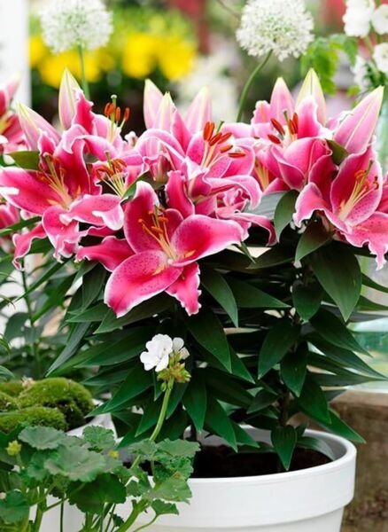 Lily Dwarf Looks Eight After Fragrant Upright Stems Live Plant Quart Pot Fresh Garden