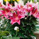 Lily Dwarf Looks Eight After Fragrant Upright Stems Live Plant Quart Pot Fresh Garden