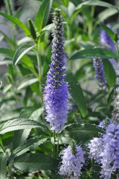 Veronicas Shining Verniques Speedwell Seas Tall Upright Conicals Spikes 2.5" Pot Fresh Garden