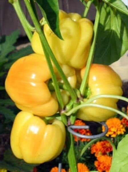 Peppers Blushing Sweets Beauty Sharps Spines Red To Ivory Easy To Grows 10 Seeds Fresh Garden