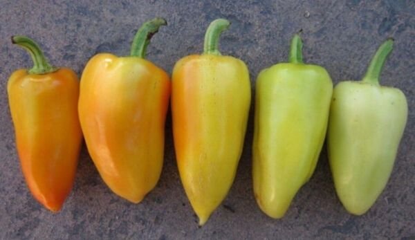 Peppers Antohis Capsicum Annuums Heirlooms Green Leaves White Flowers 20 Seeds Fresh Garden