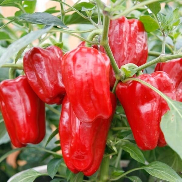 Peppers Skin Red Giant Compacts Enough Containers Grows Comtably 10 Seeds Fresh Garden