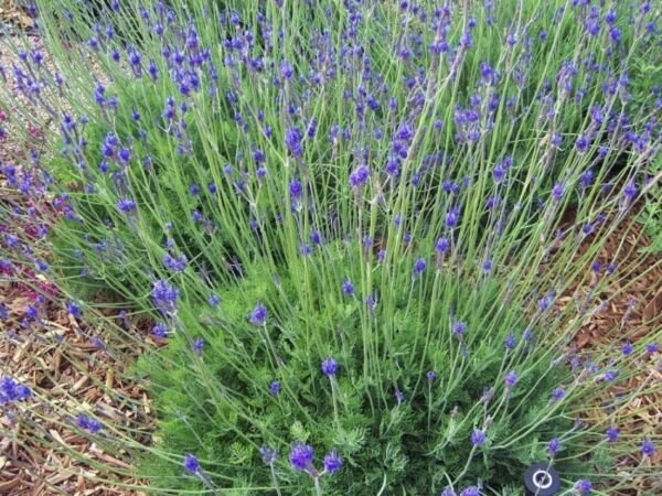 Lavender Butterfly Eyes Lavandula Multifida Multicolor Pinecones Shaped 20 Seeds Fresh Garden