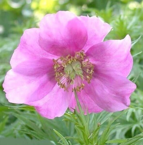 Peonys Clumps Siberians Fernleafs Rose Perennial Glossy Foliage s 4 Seeds Fresh Garden