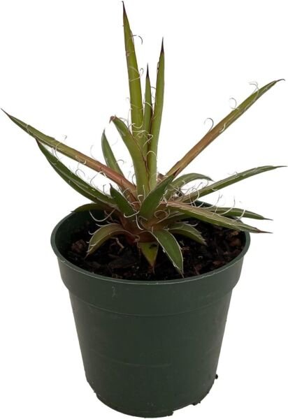 Agave Leopard Leopoldii Succulent Leaves Easy To Grows Indoors Live Plant 4" Pot Fresh Garden