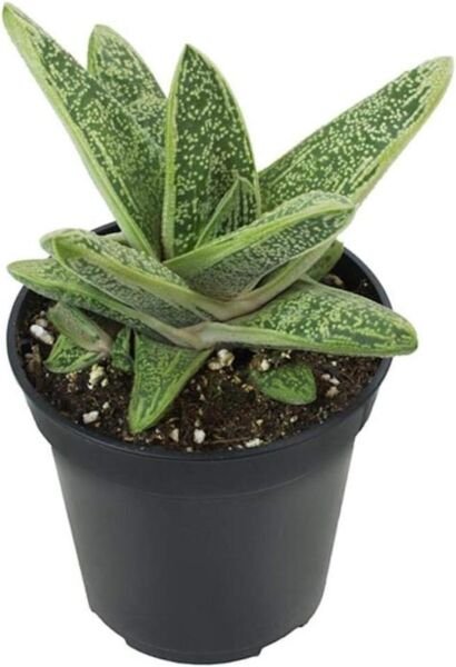 Gasteria Warty Little Succulent Easy Grow Indoor And Live Plant 2.5" Pot Fresh Garden