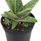 Gasteria Warty Little Succulent Easy Grow Indoor And Live Plant 2.5" Pot Fresh Garden