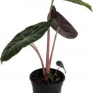 Alocasia Princess Pink Stems Elephant Ear Easy To Grow Indoors Live Plant 4" Pot Fresh Garden