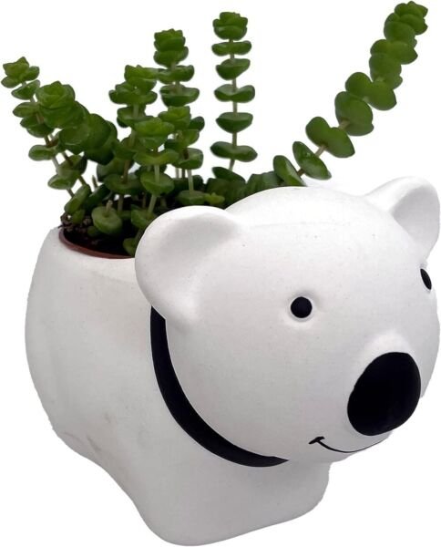 Bears Fun With Live Succulents Indoors Live Plant Ceramic Pot 3" X 5.75" X 3.75" Fresh Garden