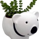 Bears Fun With Live Succulents Indoors Live Plant Ceramic Pot 3" X 5.75" X 3.75" Fresh Garden