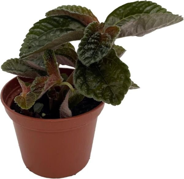 Pilea Chocolate Mysterious Dark Foliage Easy To Grow Indoors Live Plant