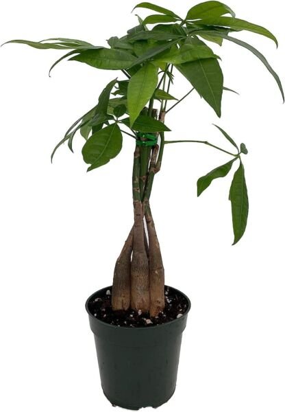 Pachiras Twisted Money Tree Trending Very Easy To Grow Indoors Live Plant 3" Pot Fresh Garden