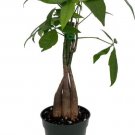Pachiras Twisted Money Tree Trending Very Easy To Grow Indoors Live Plant 3" Pot Fresh Garden