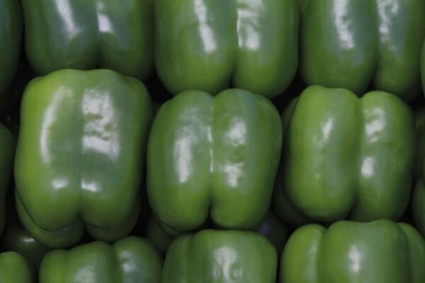 Peppers Wizard Produces High Yields Sweet Bell Attractive Easy To Grows 10 Seeds Fresh Garden