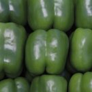 Peppers Wizard Produces High Yields Sweet Bell Attractive Easy To Grows 10 Seeds Fresh Garden