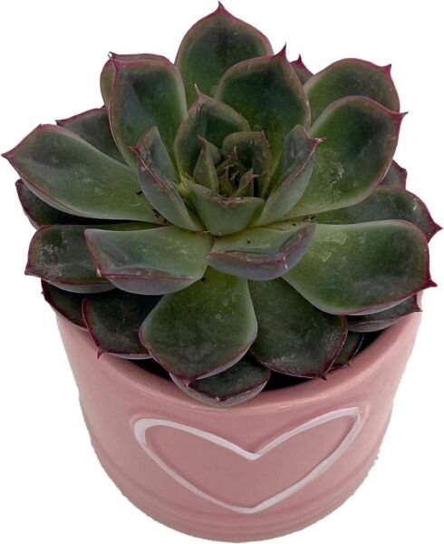 Trufle Pink Succulent Easy To Grow Heart With Ceramic Vase Indoors Live Plant 3" Fresh Garden