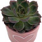 Trufle Pink Succulent Easy To Grow Heart With Ceramic Vase Indoors Live Plant 3" Fresh Garden