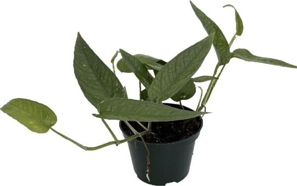 Epipremnum Cebu Rare Pinnatum Pothos Fast Growing Blue Indoors Live Plant 4" Pot Fresh Garden