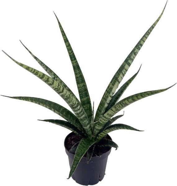 Sanseverias Snake Tiger Hybrid Mother In Law's Tongues Indoors Live Plant 4" Pot Fresh Garden