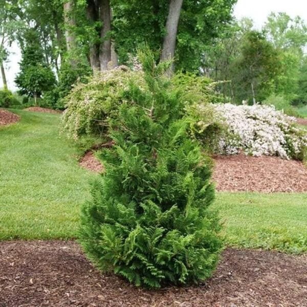 Chamaecyparis Cedar Cypress Rapid Pisifera False Great Live Plant 4 ...