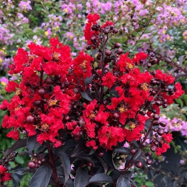 Lagerstroemias Center Indicas Crapemyrtles Stages Red s Live Plant 4" Pot Fresh Garden