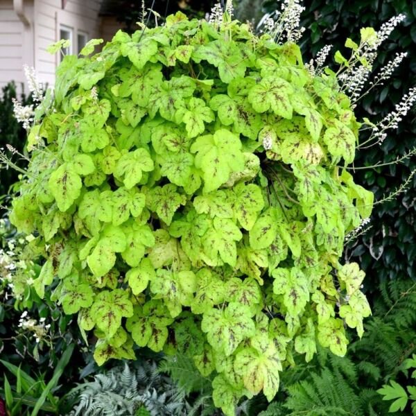 Chartreuse Heucherella Yellowstone Perennial Falls Live Plant Gallon Pot Fresh Garden