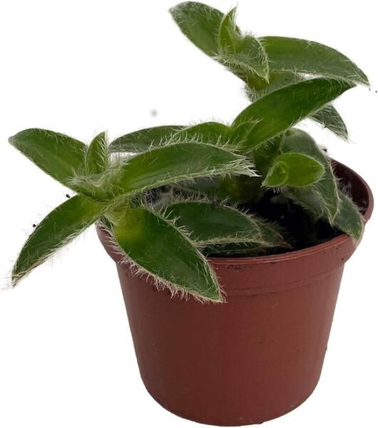 Cyanotis Kittens Ears Somaliensis Very Easy To Grows Indoors Live Plant 2.5" Pot Fresh Garden