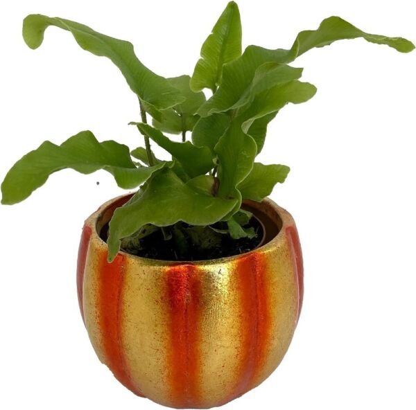 Pumpkin Minis Ferns Pepos Shimmering Metallic Ceramic Indoors Live Plant 3" x 3" Fresh Garden