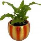 Pumpkin Minis Ferns Pepos Shimmering Metallic Ceramic Indoors Live Plant 3" x 3" Fresh Garden