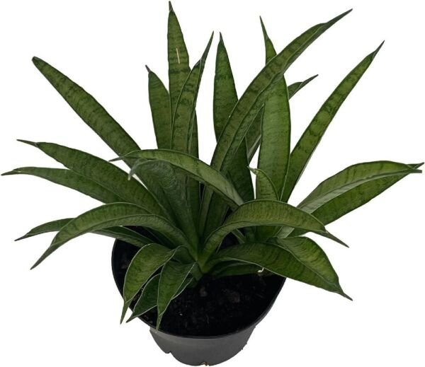 Sanseveria Snake Silver Trifasciata Steel Hybrid Hardy Indoors Live Plant 4" Pot Fresh Garden