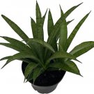 Sanseveria Snake Silver Trifasciata Steel Hybrid Hardy Indoors Live Plant 4" Pot Fresh Garden
