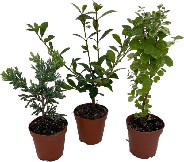 Bonsai Zen Assortment Living Wonderful Easy To Grow Indoors Live 3 Plants 2" Pot Fresh Garden