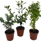 Bonsai Zen Assortment Living Wonderful Easy To Grow Indoors Live 3 Plants 2" Pot Fresh Garden