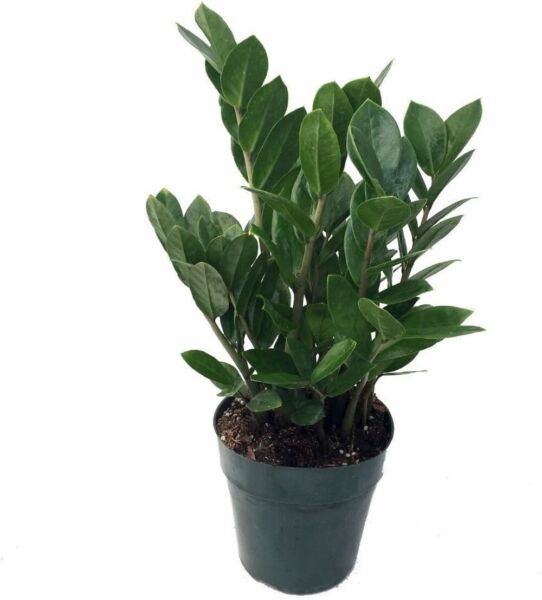 Zamioculcas Rare Zamiifolia Caudex ming Aroid Hardy Indoors Live Plant 6" Pot Fresh Garden