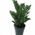 Zamioculcas Rare Zamiifolia Caudex ming Aroid Hardy Indoors Live Plant 6" Pot Fresh Garden